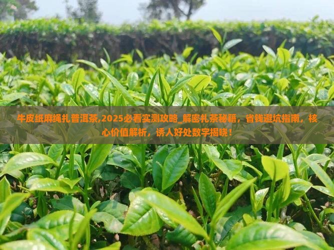 牛皮纸麻绳扎普洱茶