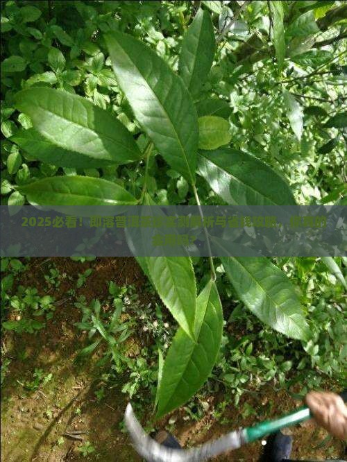即溶普洱茶珍要如何正确使用