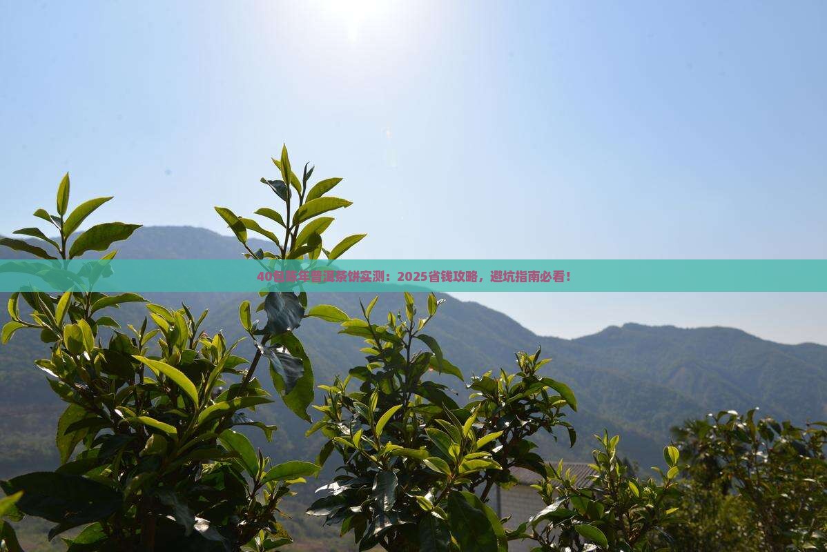 40包陈年普洱茶饼