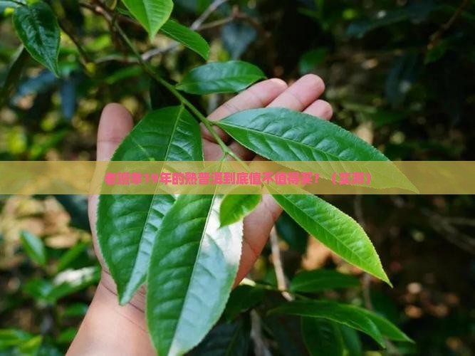 老班章19年的熟普洱