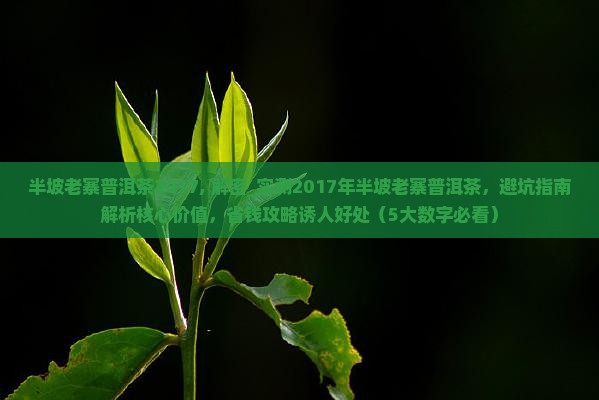 半坡老寨普洱茶2017