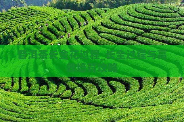 普洱茶长金花过程