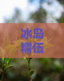 冰岛糯伍古树生茶特点
