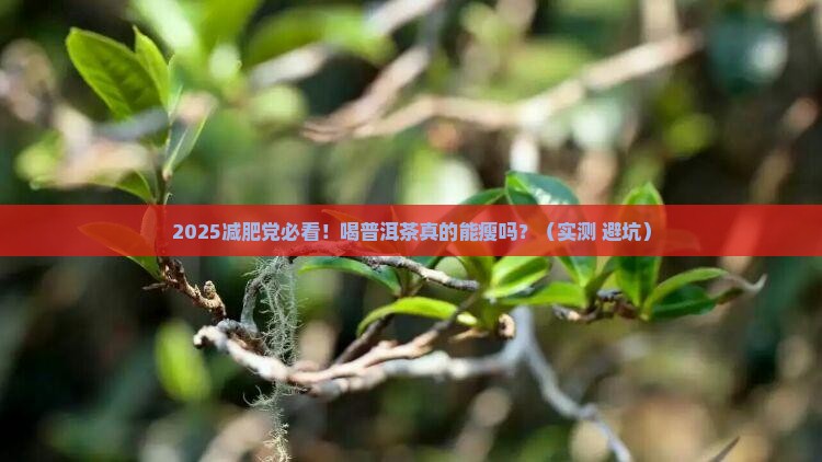 减肥中可以喝普洱茶减肥吗