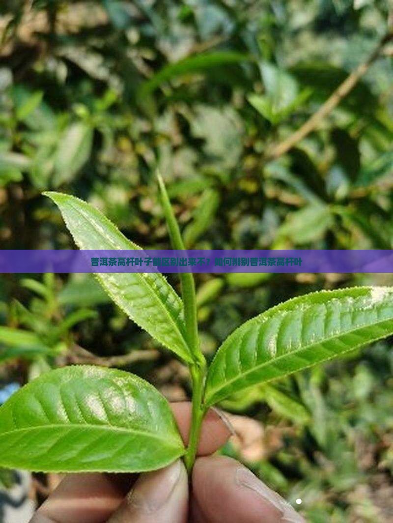 普洱茶高杆叶子能区别出来不
