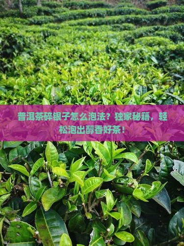 普洱茶碎银子怎么泡法