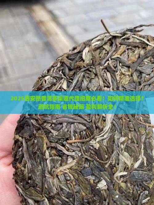 西安熟普洱茶渠道代理招商