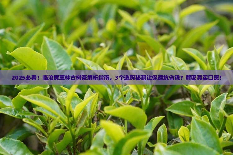 关于古树茶临沧黄草林古树茶