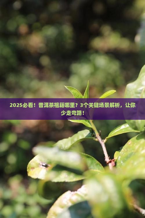 普洱茶祖籍哪里