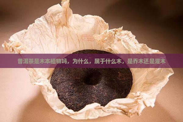 普洱茶是木本植物吗