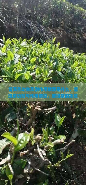 普洱茶功效及副作用禁忌是什么
