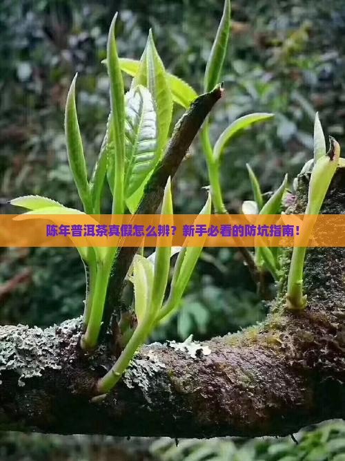 陈年普洱茶真假辨别