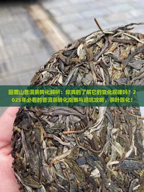 困鹿山普洱茶转化