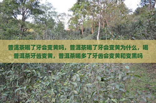 普洱茶喝了牙会变黄