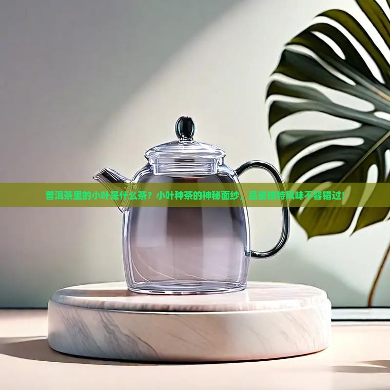普洱茶里的小叶是什么茶