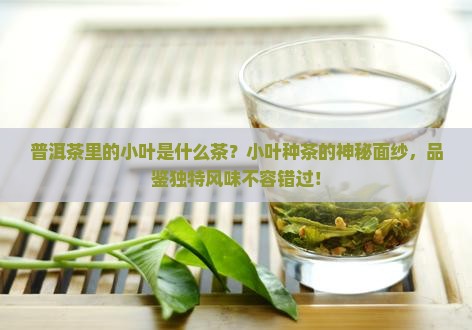 普洱茶里的小叶是什么茶