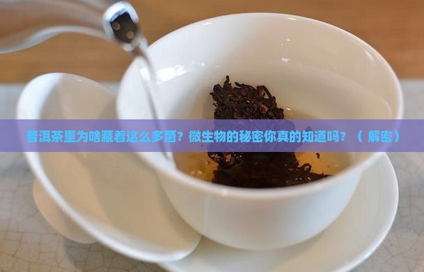 普洱茶为什么有微生物