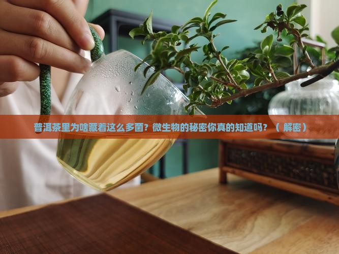 普洱茶为什么有微生物