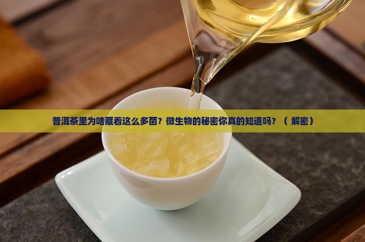 普洱茶为什么有微生物