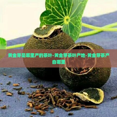 黄金芽是哪里产的茶叶-黄金芽茶叶产地-黄金芽茶产自哪里