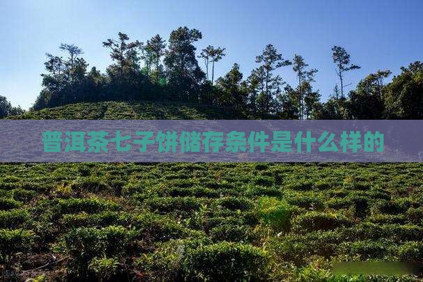 普洱茶七子饼储存条件是什么样的