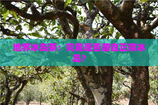 地界冰岛茶：究竟是否源自正宗冰岛？