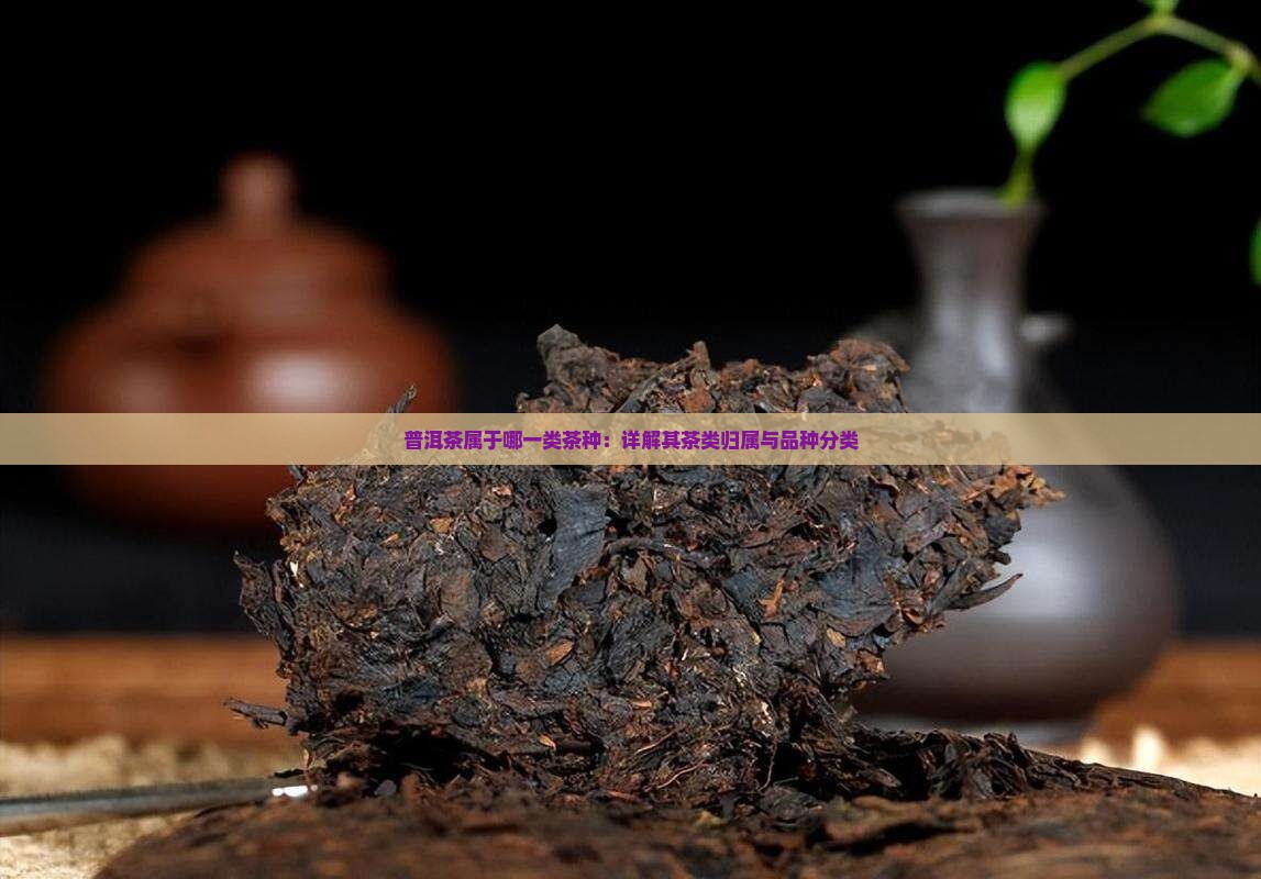 普洱茶属于哪一类茶种：详解其茶类归属与品种分类