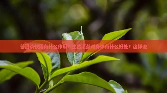 普洱茶饮用有什么作用？生普洱茶对身体有什么好处？这样说