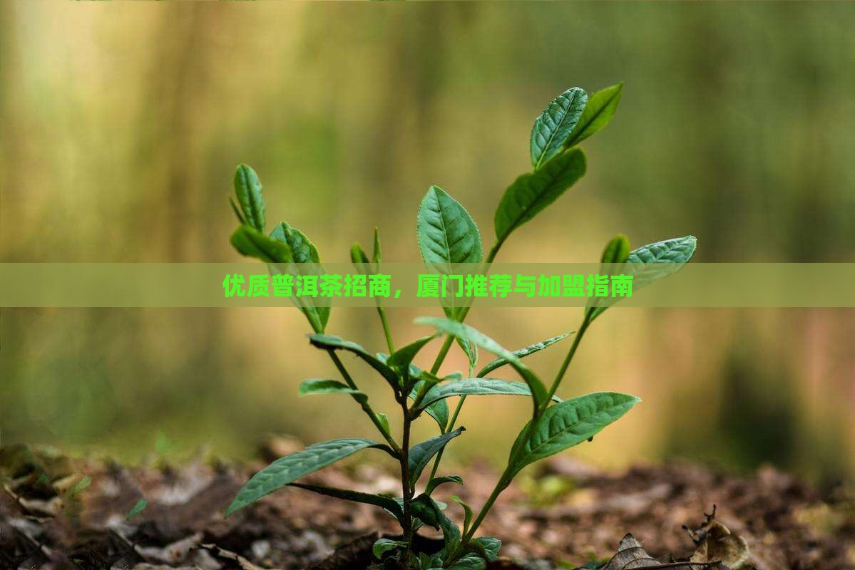 优质普洱茶招商，厦门推荐与加盟指南