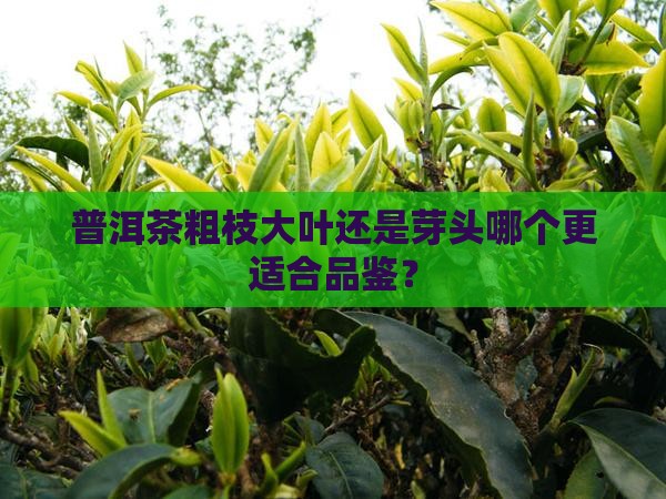 普洱茶粗枝大叶还是芽头哪个更适合品鉴？