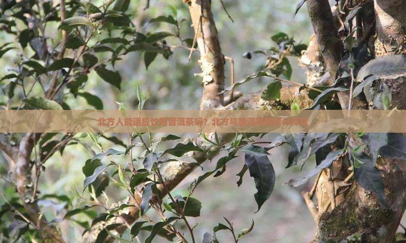 北方人能适应饮用普洱茶吗？北方与普洱茶的缘分探究