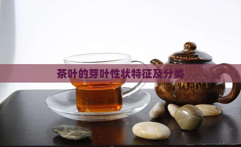 茶叶的芽叶性状特征及分类