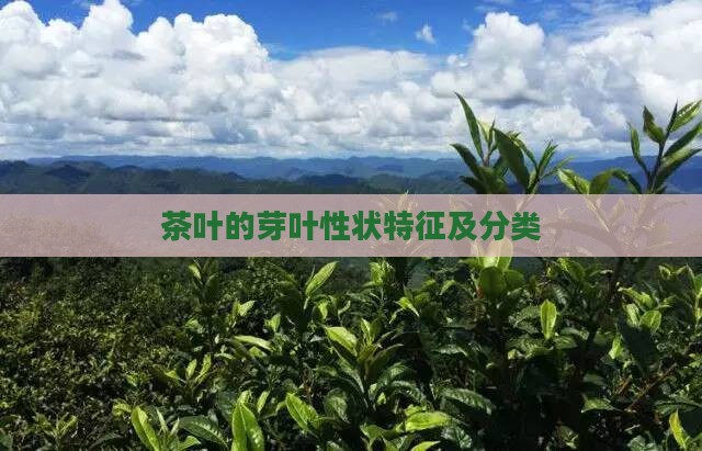 茶叶的芽叶性状特征及分类