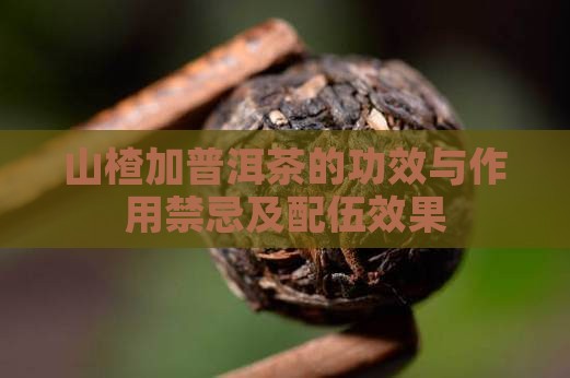 山楂加普洱茶的功效与作用禁忌及配伍效果