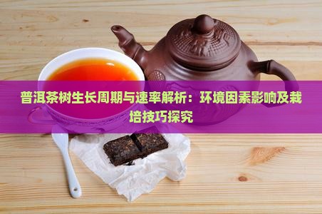 普洱茶树生长周期与速率解析：环境因素影响及栽培技巧探究