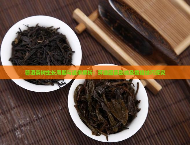 普洱茶树生长周期与速率解析：环境因素影响及栽培技巧探究