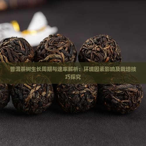 普洱茶树生长周期与速率解析：环境因素影响及栽培技巧探究