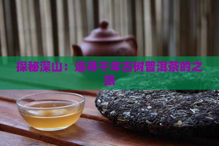 探秘深山：追寻千年古树普洱茶的之旅