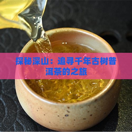 探秘深山：追寻千年古树普洱茶的之旅