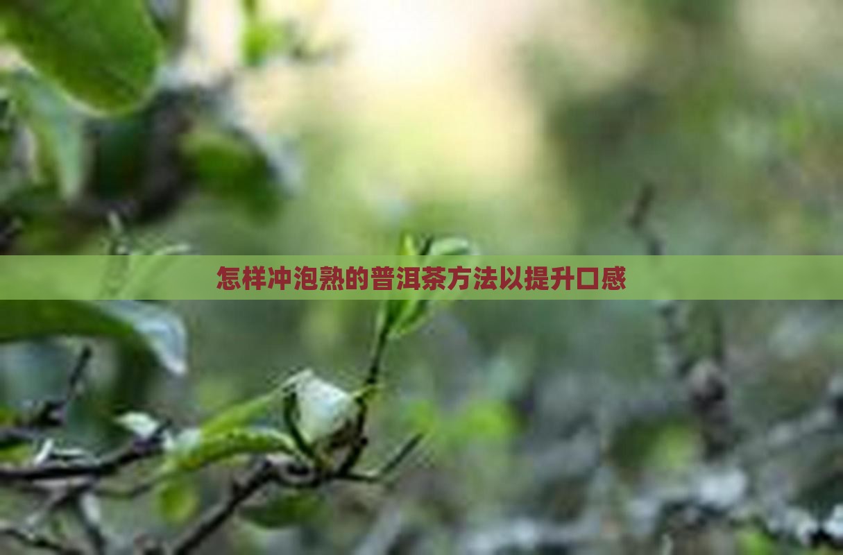 怎样冲泡熟的普洱茶方法以提升口感