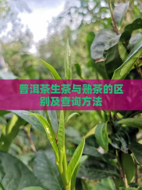 普洱茶生茶与熟茶的区别及查询方法