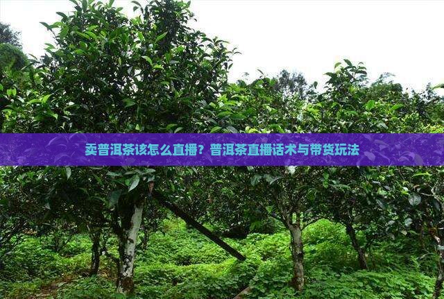 卖普洱茶该怎么直播？普洱茶直播话术与带货玩法