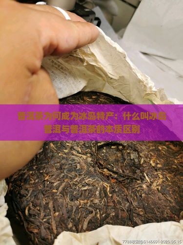 普洱茶为何成为冰岛特产：什么叫冰岛普洱与普洱茶的本质区别