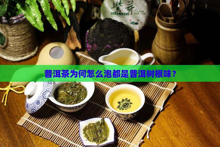 普洱茶为何怎么泡都是普洱树根味？