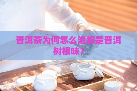 普洱茶为何怎么泡都是普洱树根味？