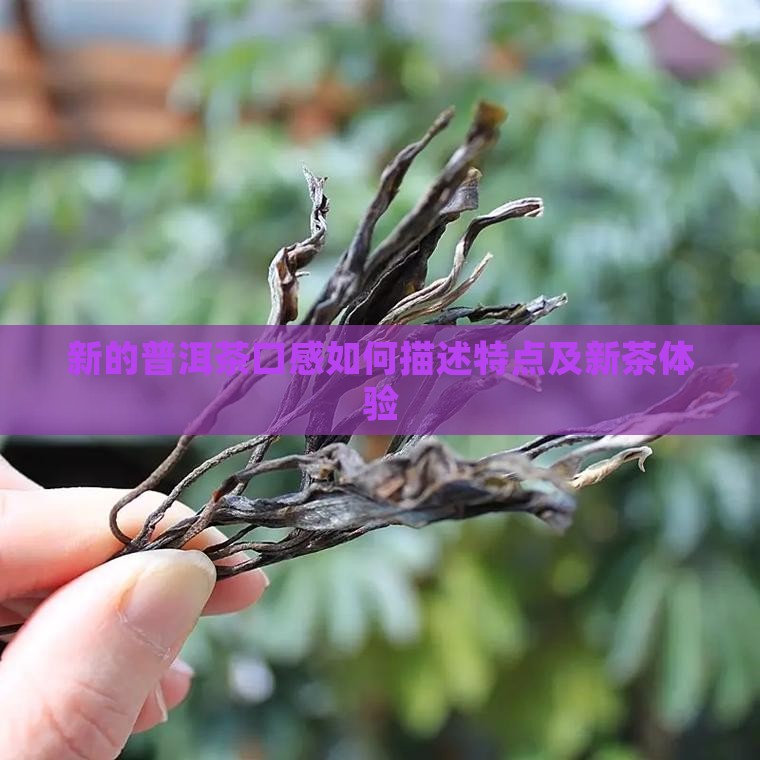 新的普洱茶口感如何描述特点及新茶体验