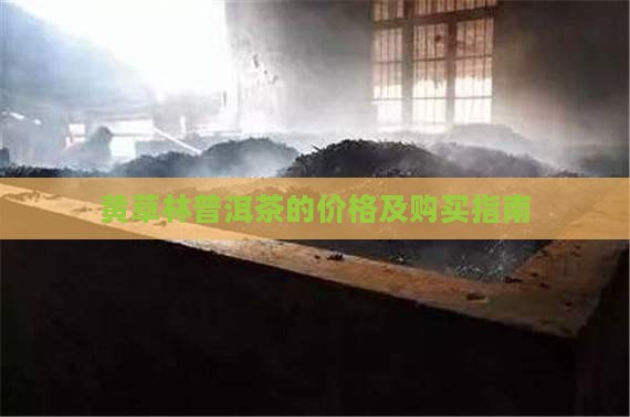 黄草林普洱茶的价格及购买指南