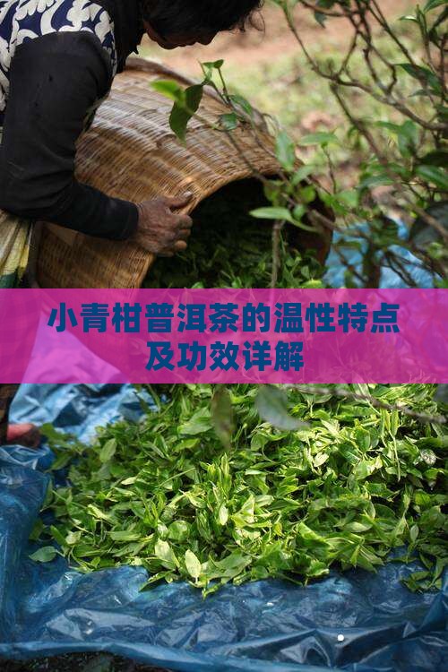 小青柑普洱茶的温性特点及功效详解