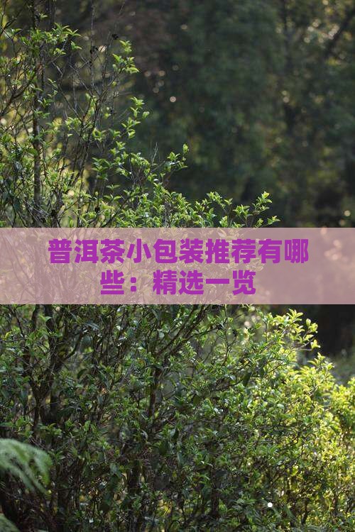 普洱茶小包装推荐有哪些：精选一览