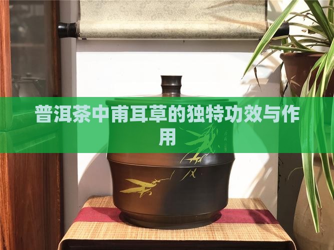 普洱茶中甫耳草的独特功效与作用